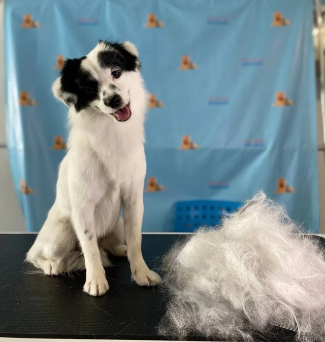 Метисы более 15кг  экспресс-линька