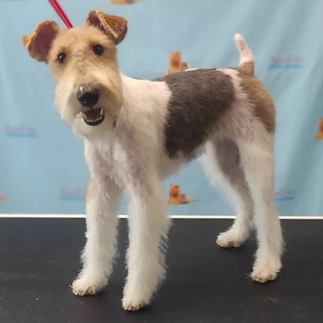 Фокстерьр Стрижка+купание