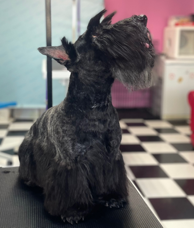 Скотч-терьер    Тримминг