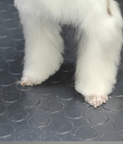 Йорк/Бивер Выстригание лапок