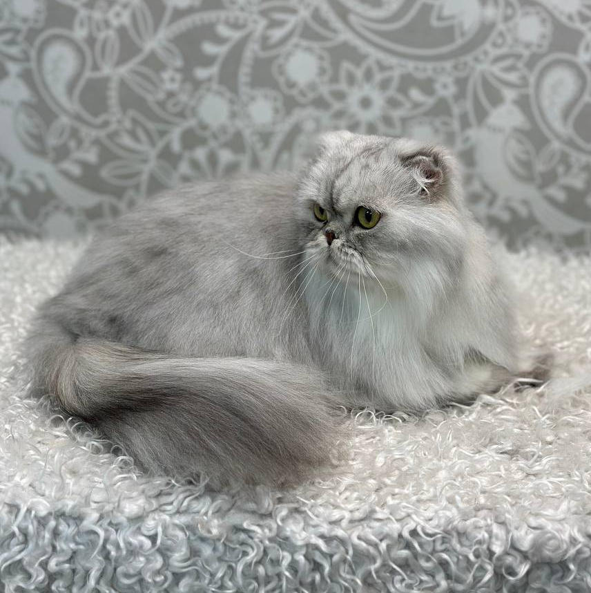 Кот вычес ДШ+мыть