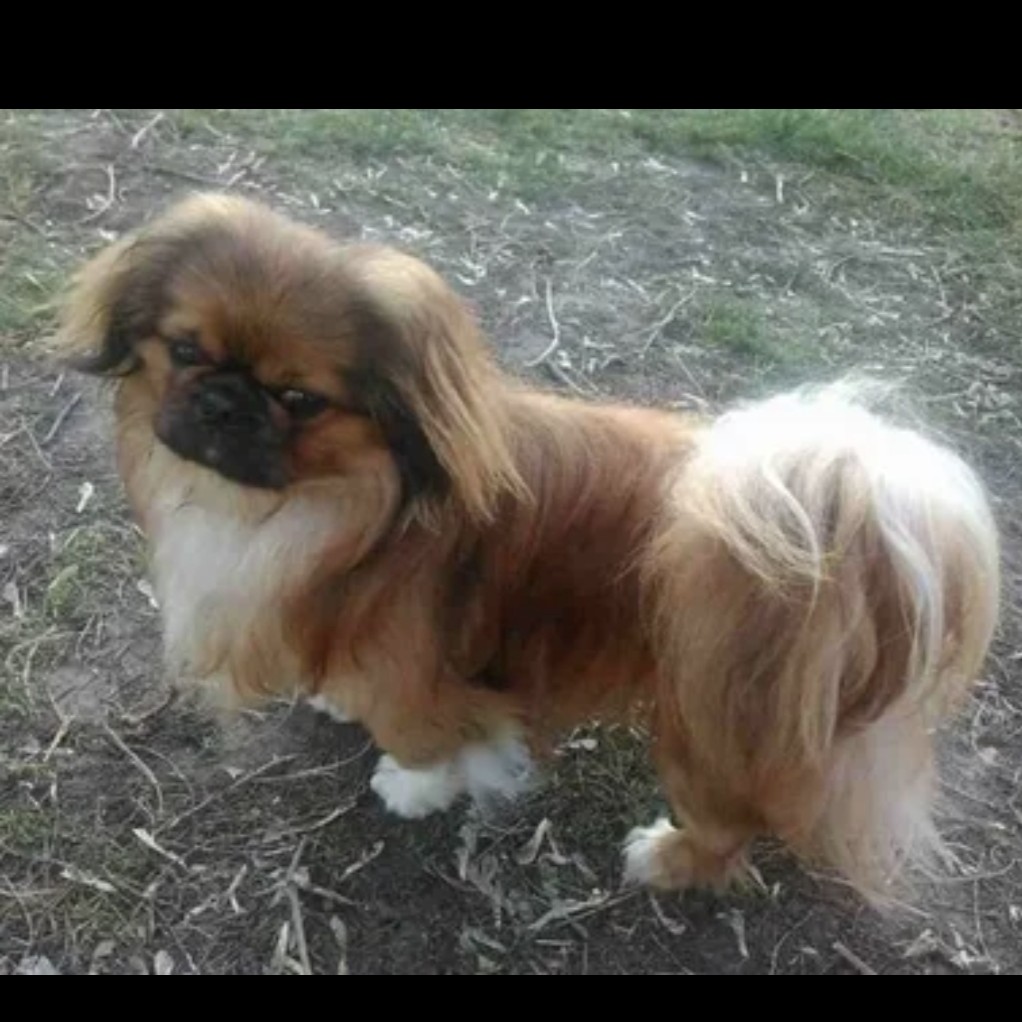 Пекинес комплекс