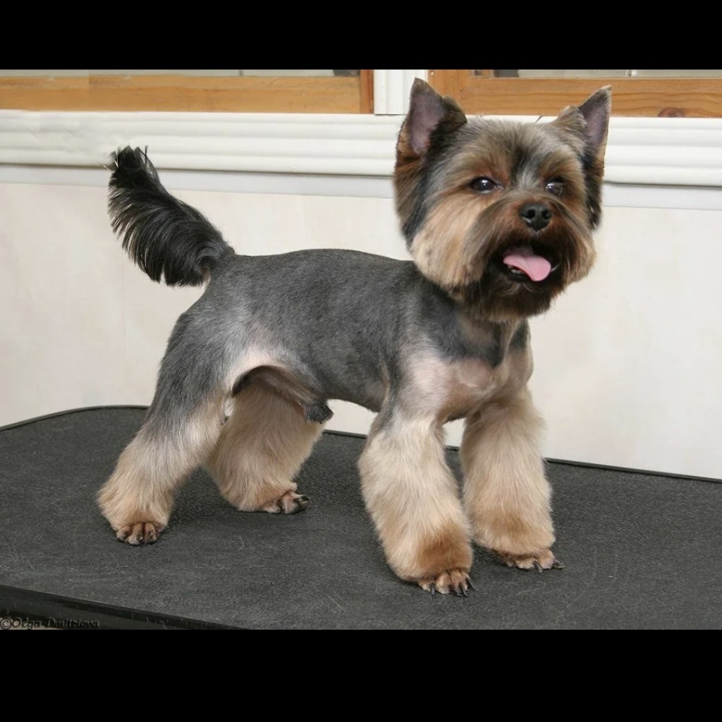 Йоркширский терьер /бивер комплекс