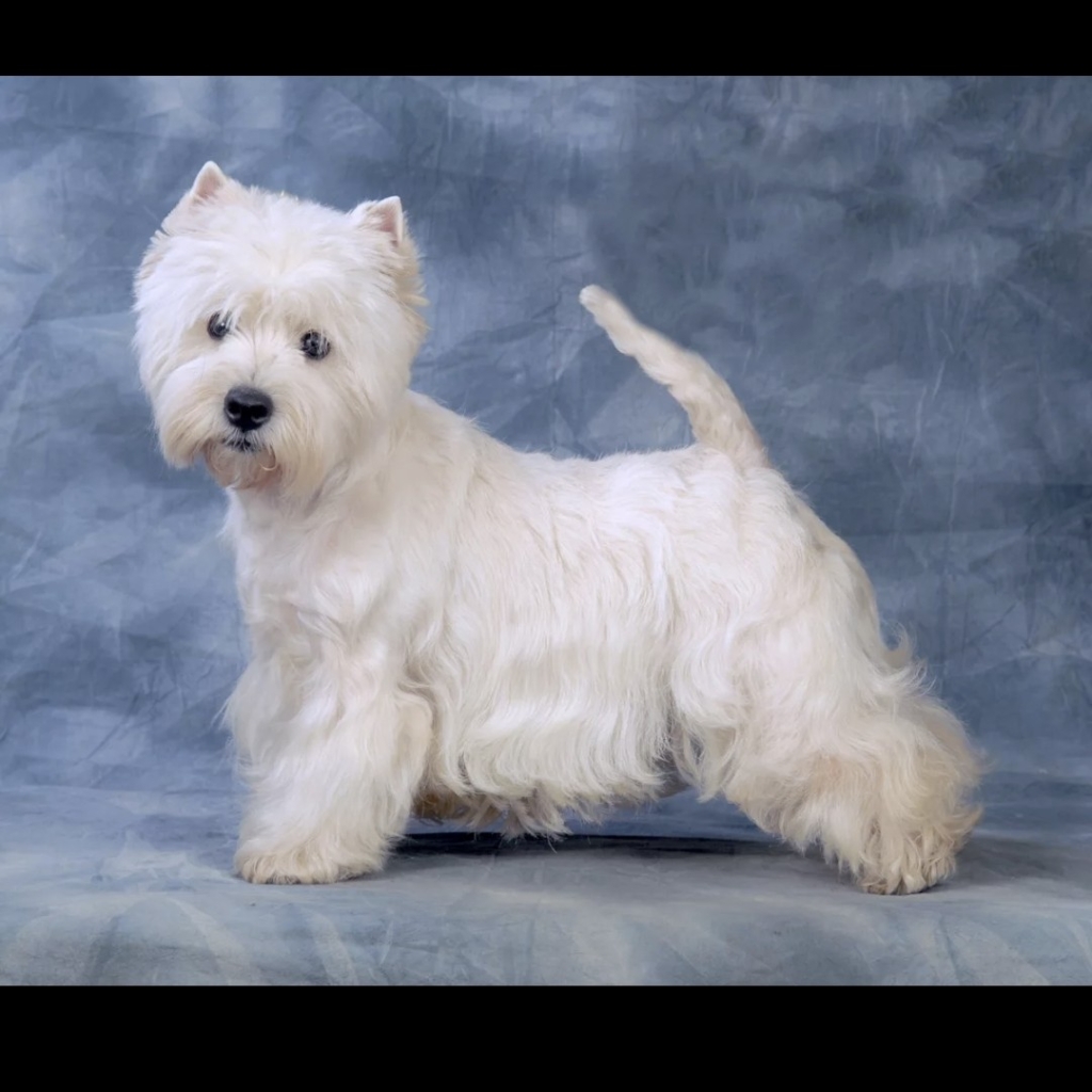 Вест хайленд терьер гигиена