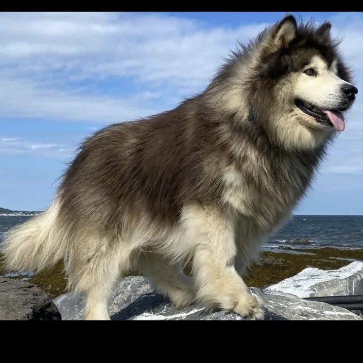 Маламут комплекс