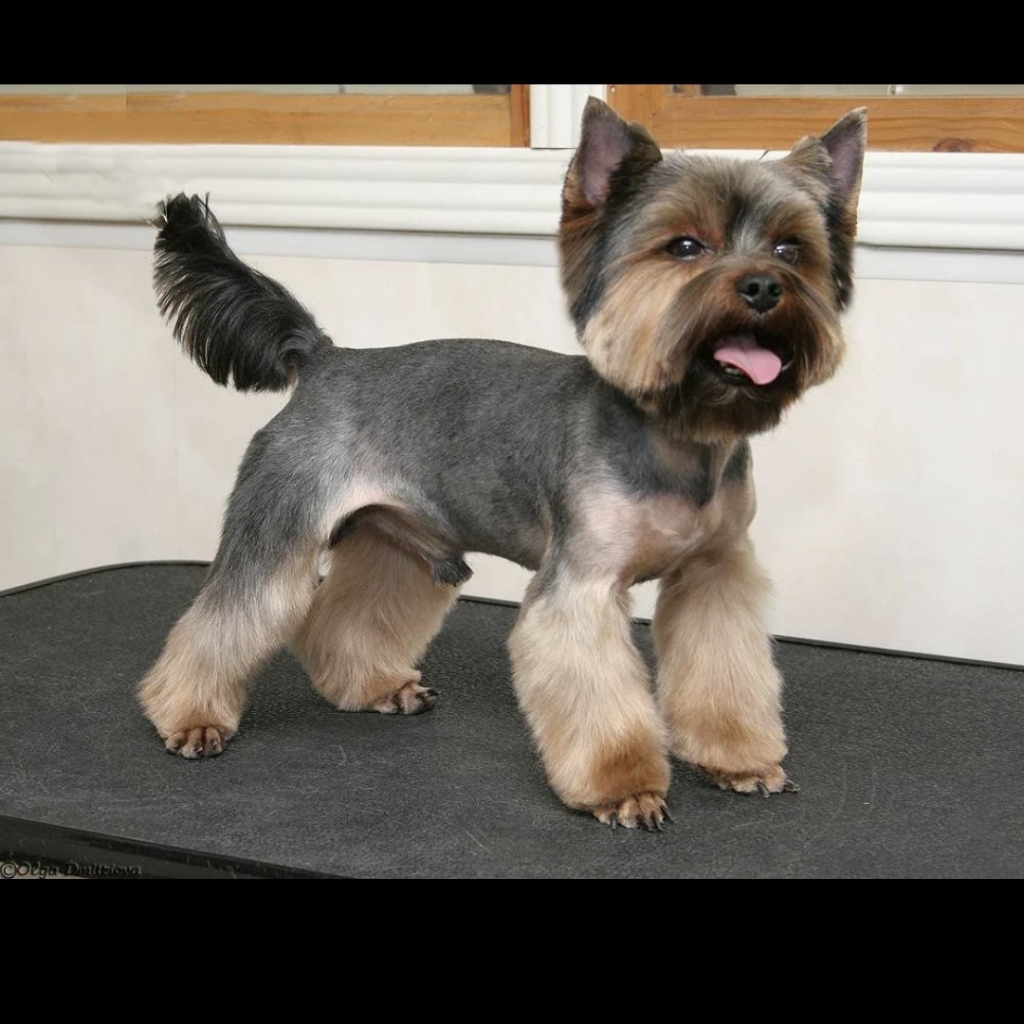 Йоркширский терьер щенок до 6 мес.(комплекс)