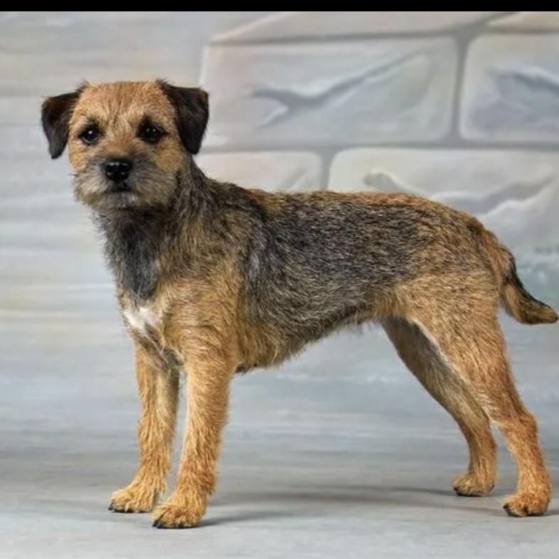 Бордер терьер тримминг