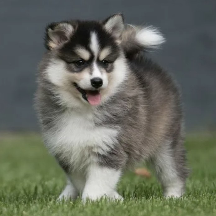 Помски комплекс