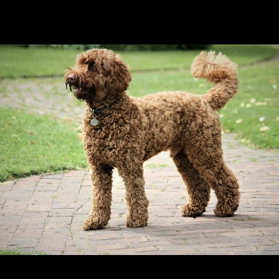 Лабрадудель гигиена