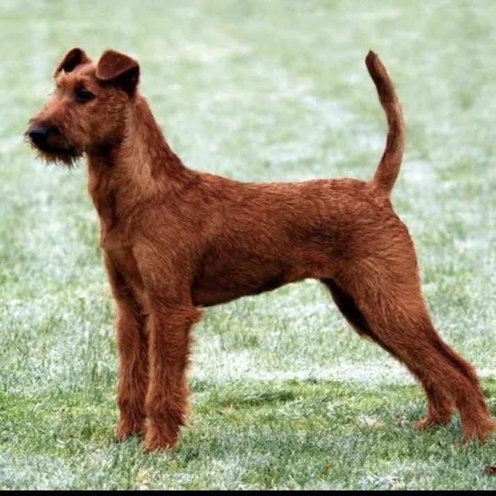 Ирландский терьер комплекс