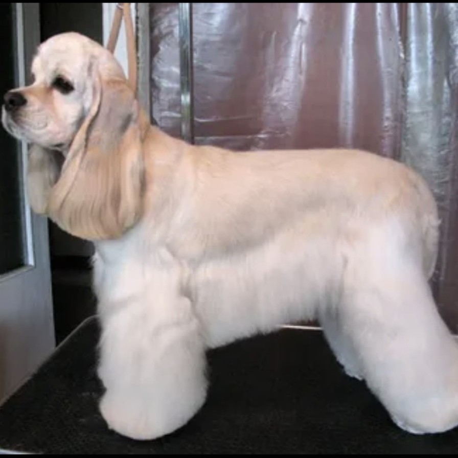 Американский кокер- спаниель гигиена