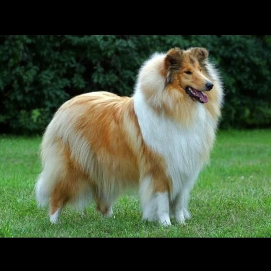 Колли комплекс вычес