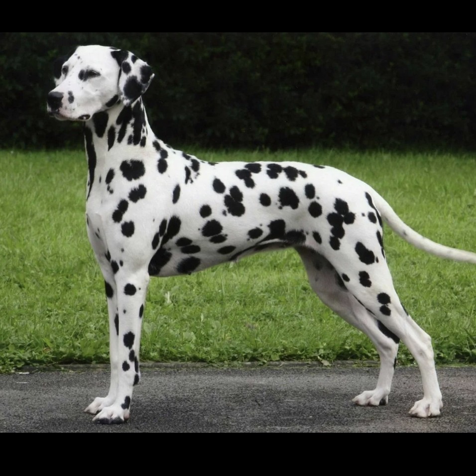 Далматин комплекс