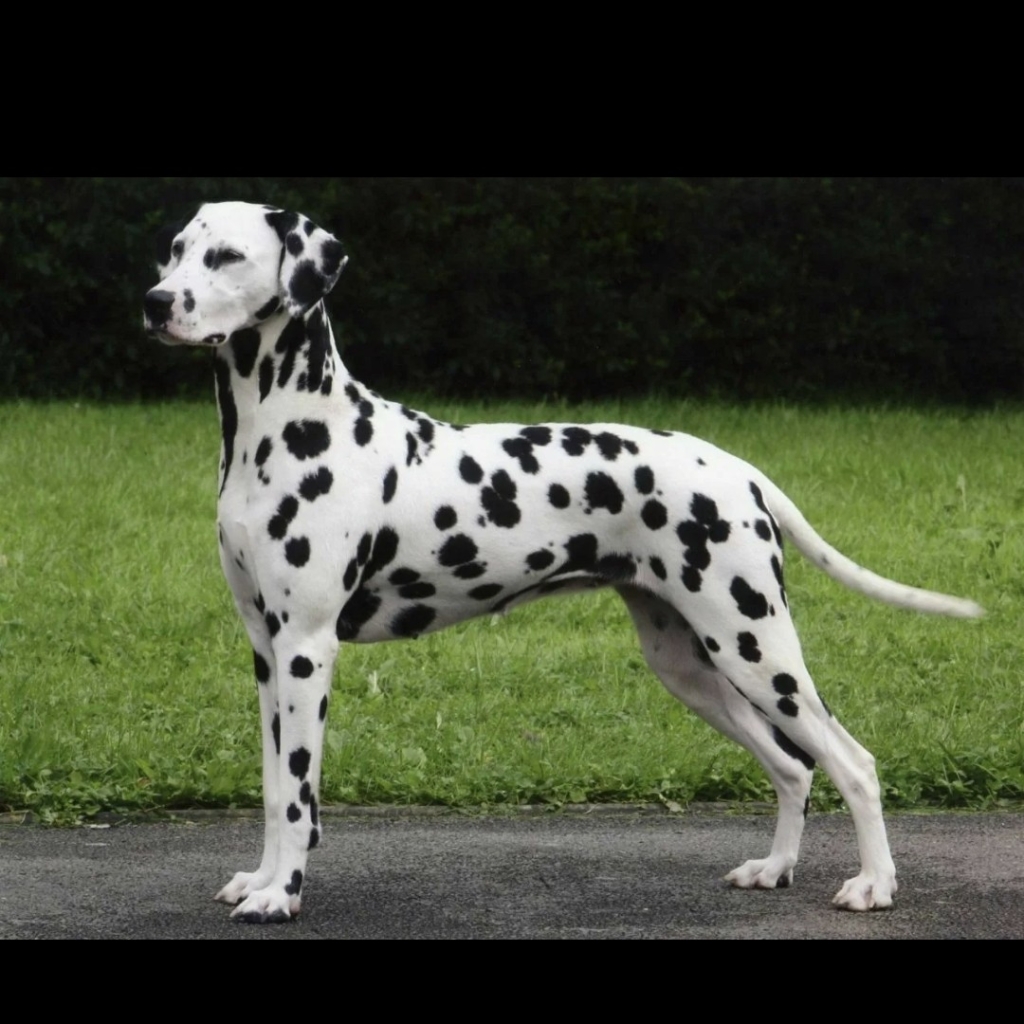 Далматин щенок комплекс