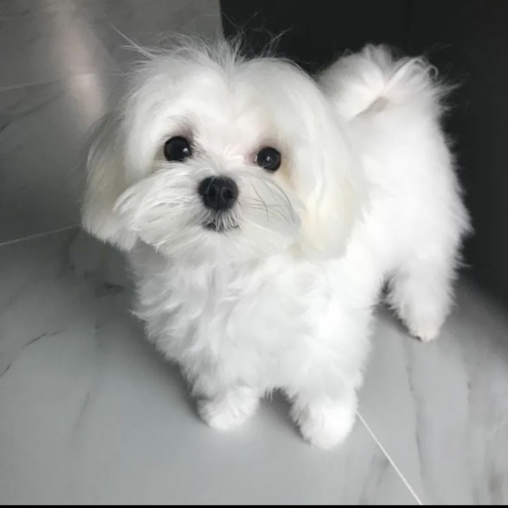 Мальтийская болонка гигиена