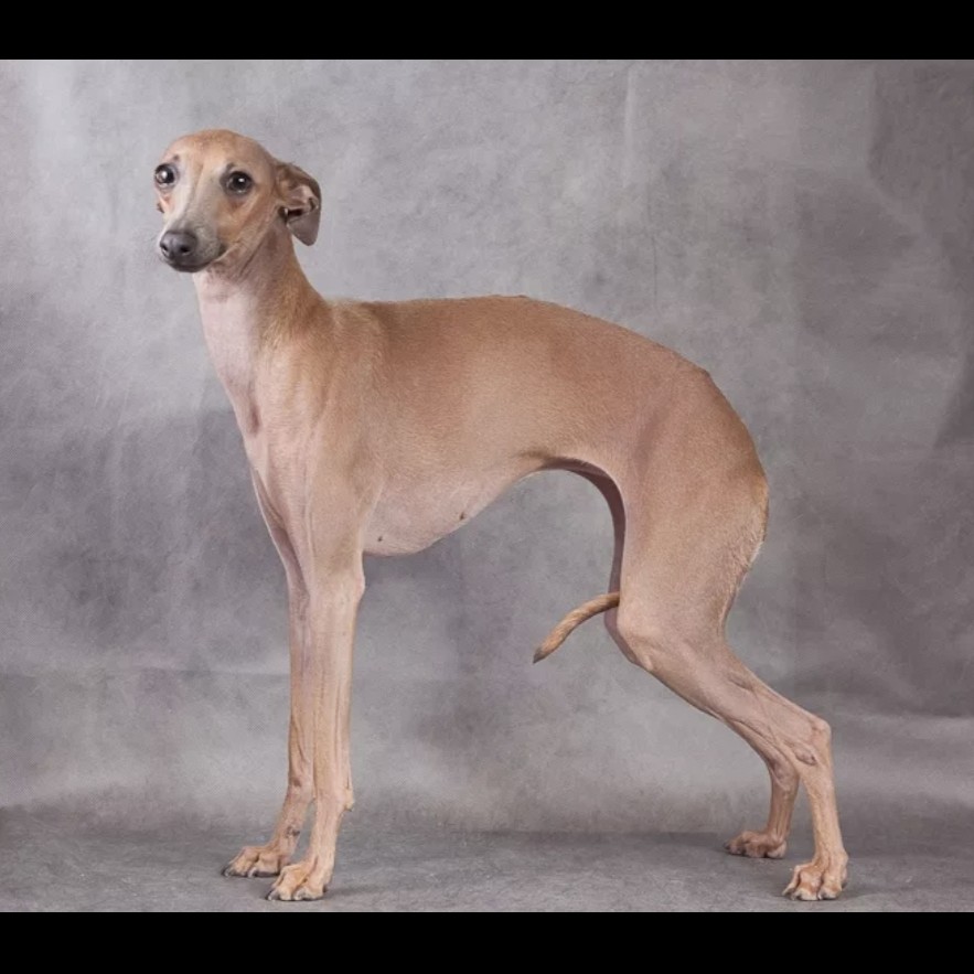 Левретка комплекс