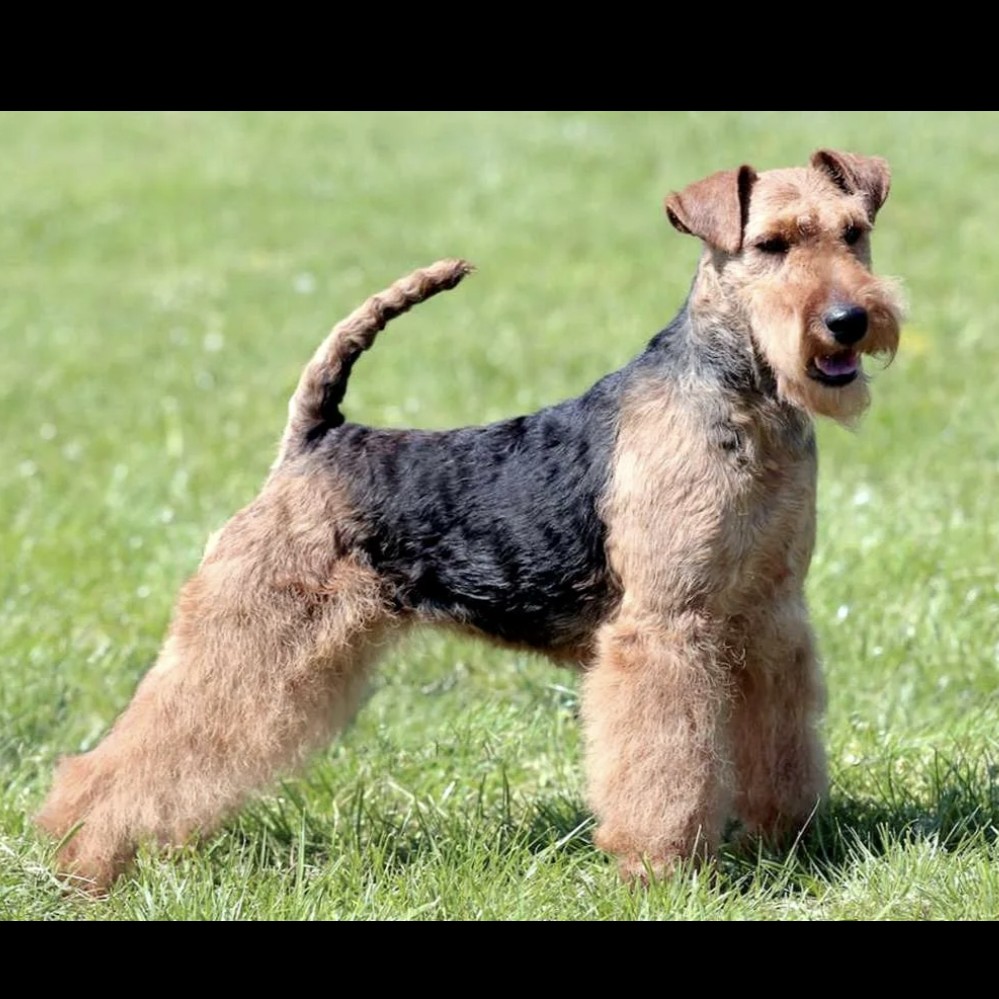 Вельштерьер гигиена