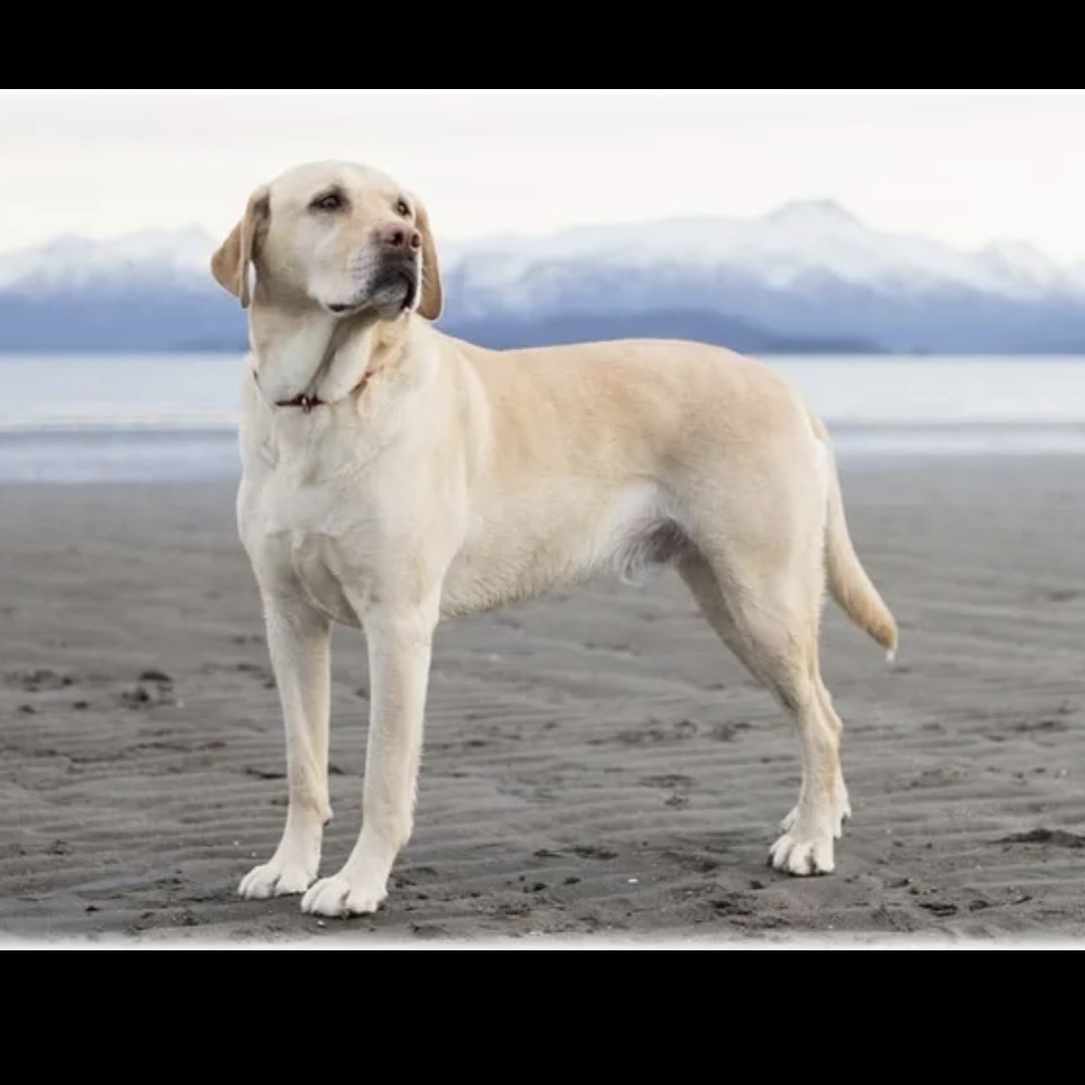 Лабрадор щенок