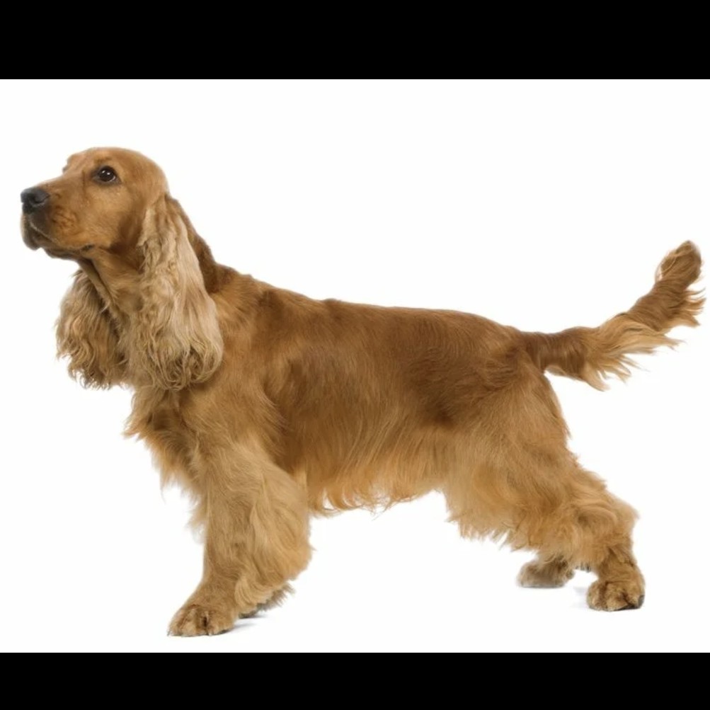 Английский кокер- спаниель гигиена