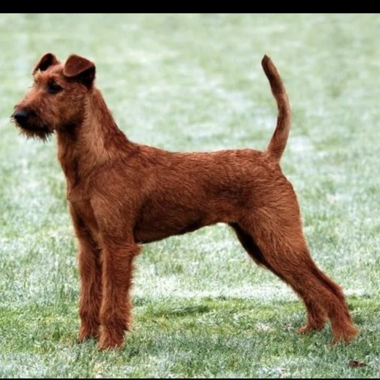 Ирландский терьер гигиена