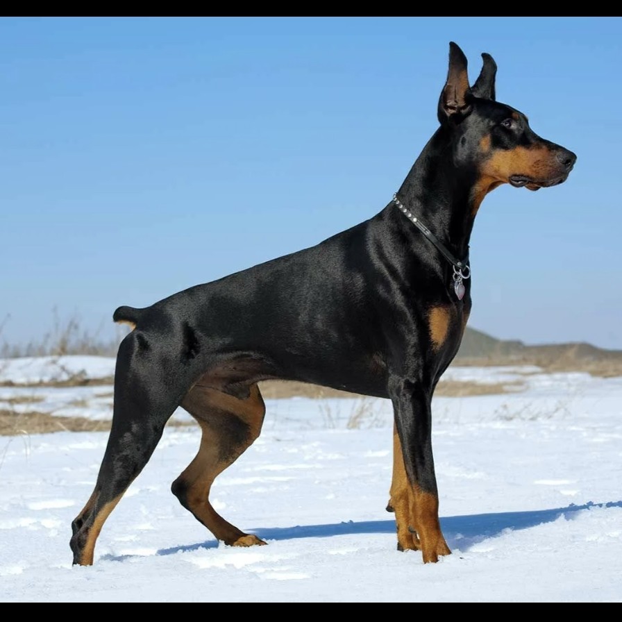 Доберман комплекс