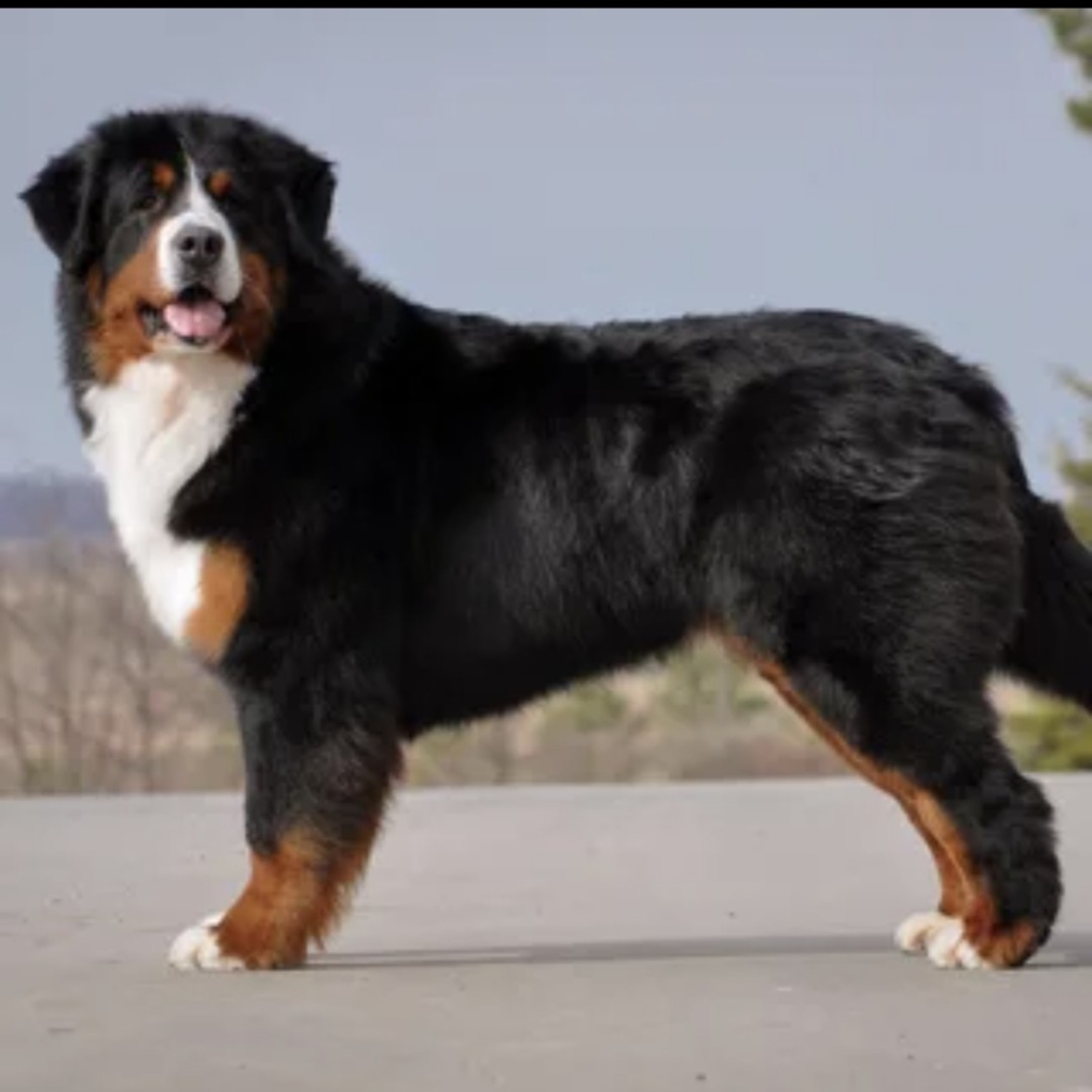 Зенненхунд гигиена