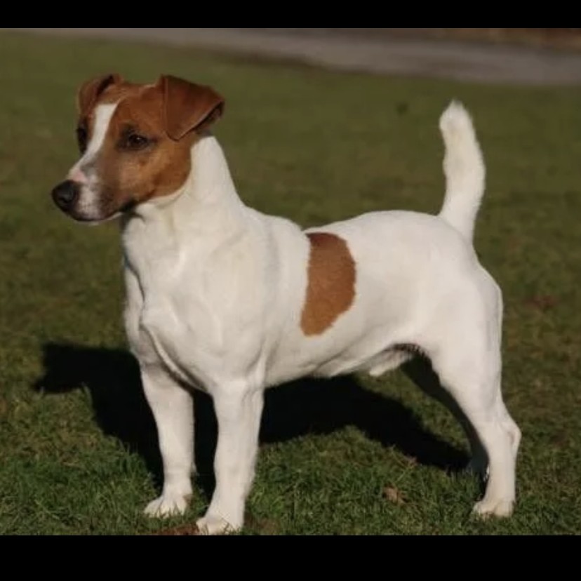 Джек рассел комплекс (короткошерстный)