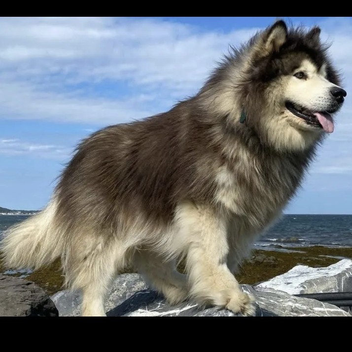 Маламут гигиена