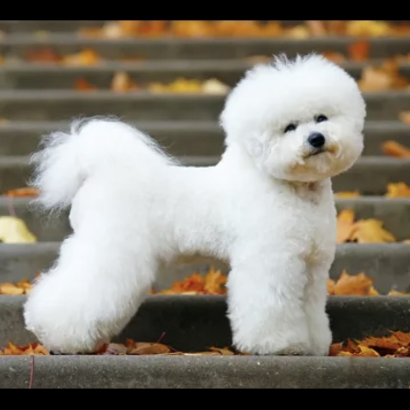 Бишон фризе комплекс