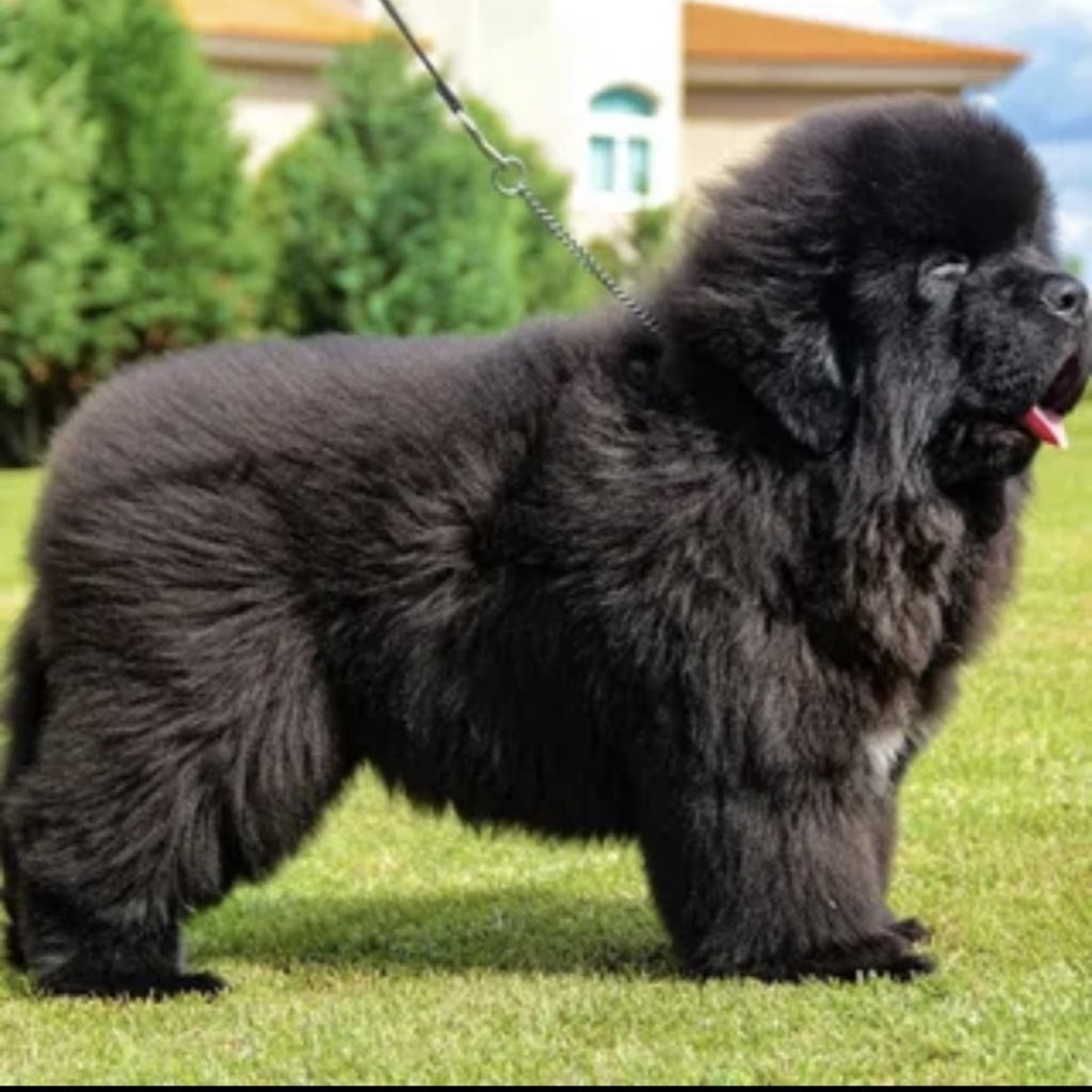 Ньюфаундлер комплекс