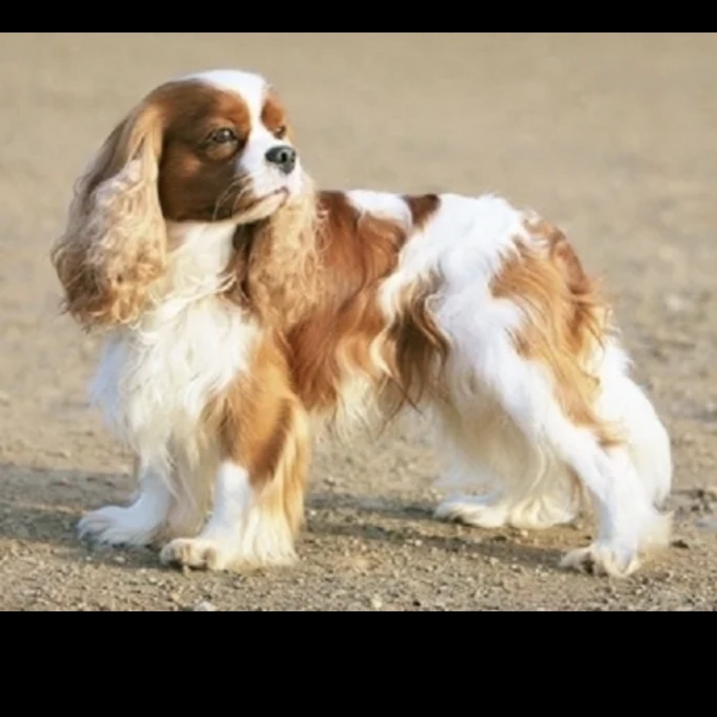 Кавалер-кинг-чарльз-спаниель комплекс