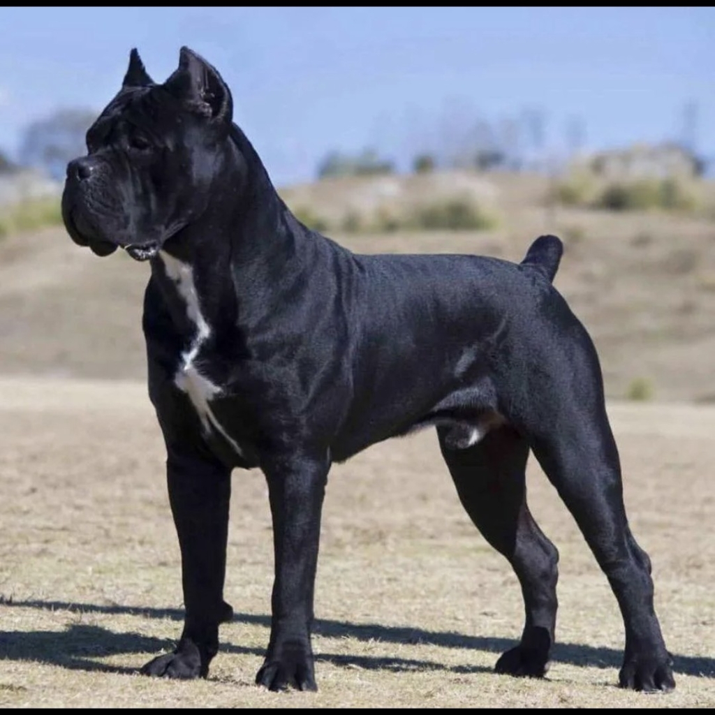 Кане-корсо комплекс