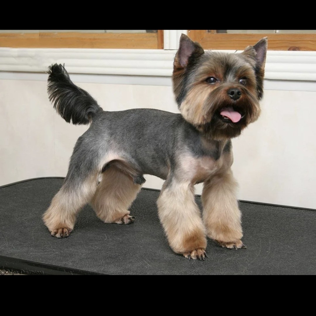 йоркширский терьер щенок до 6 мес.(гигиена)