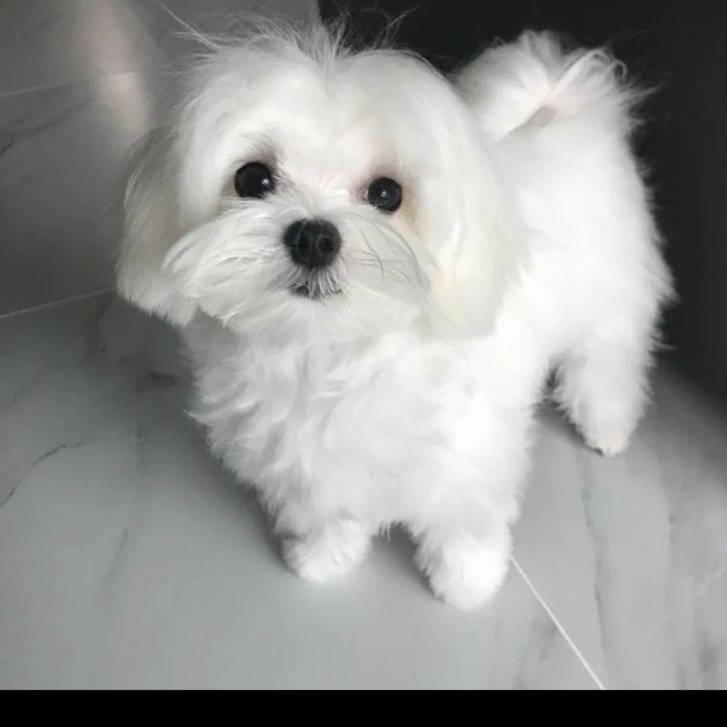 Мальтийская болонка комплекс