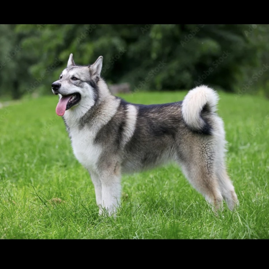 Лайка комплекс