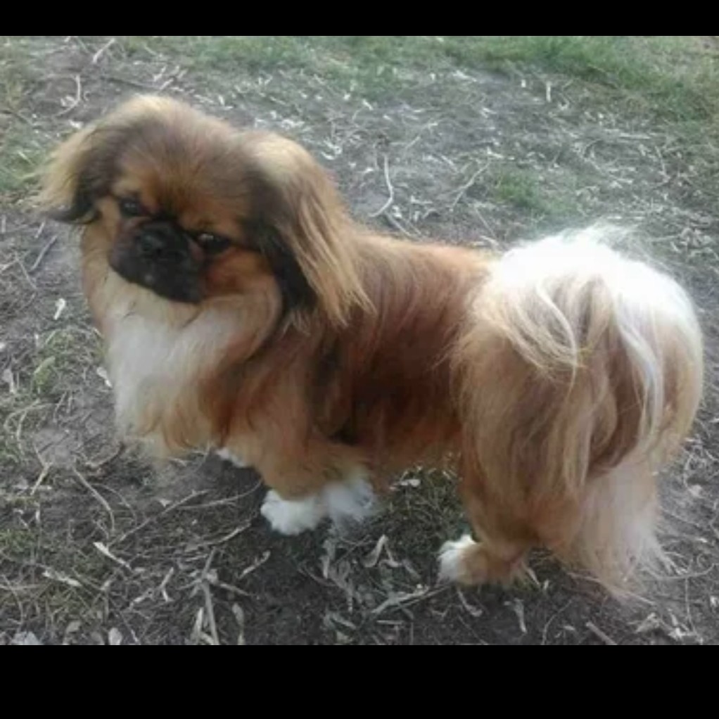 Пекинес гигиена