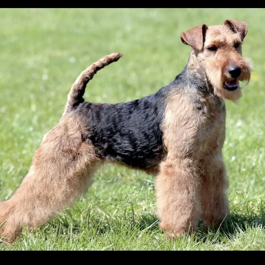 Вельштерьер комплекс