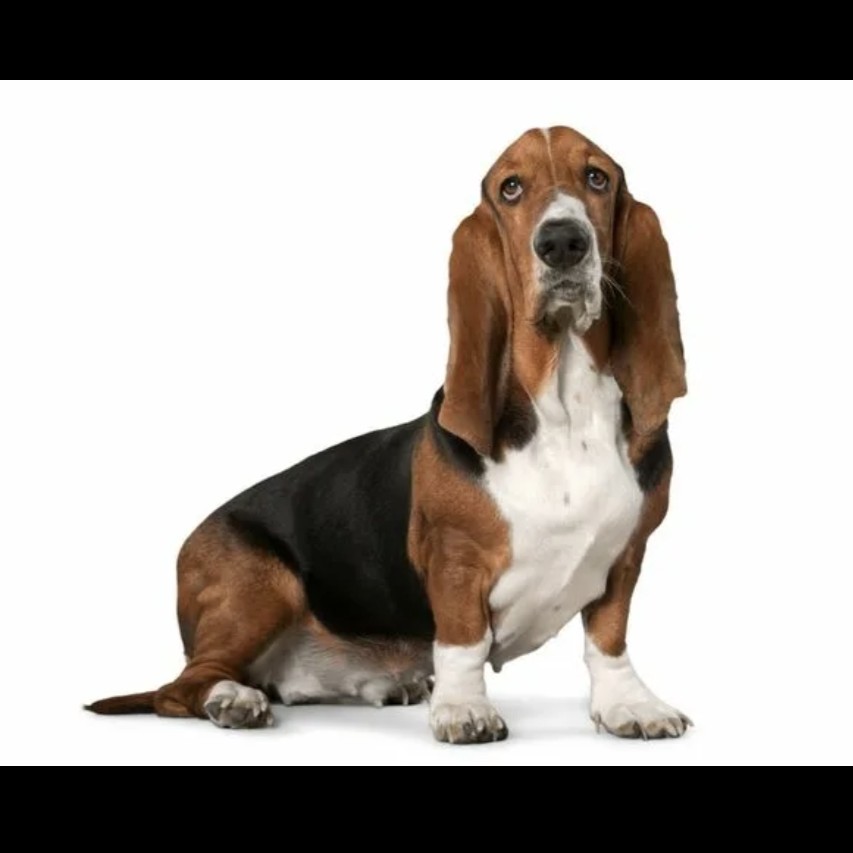 Бассет-Хаунд комплекс