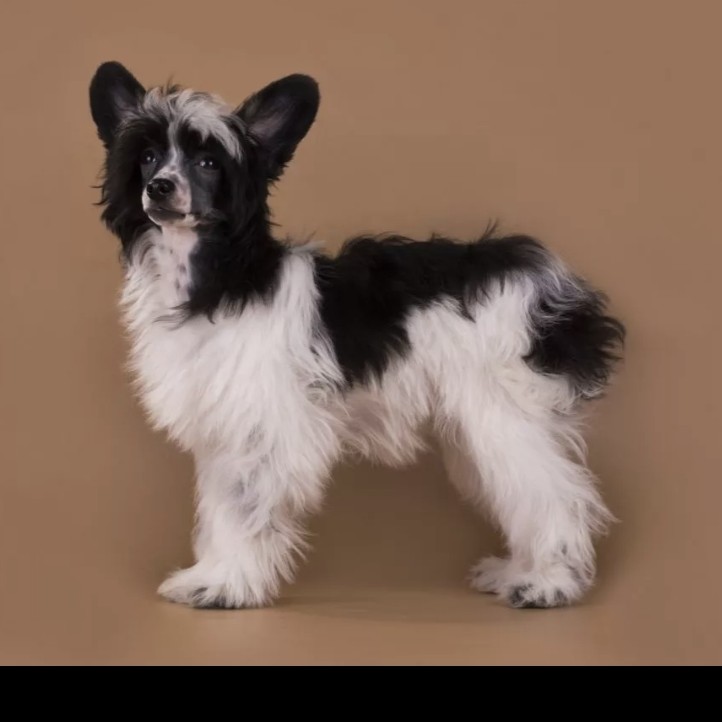 Китайская хохлатая пуховая комплекс