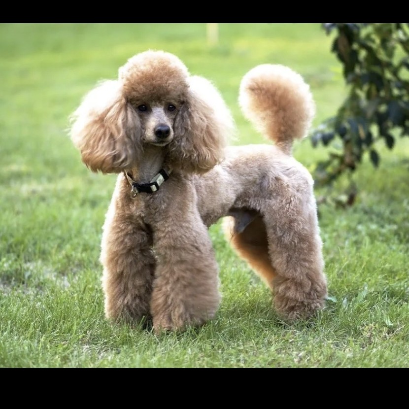 Пудель карликовый гигиена