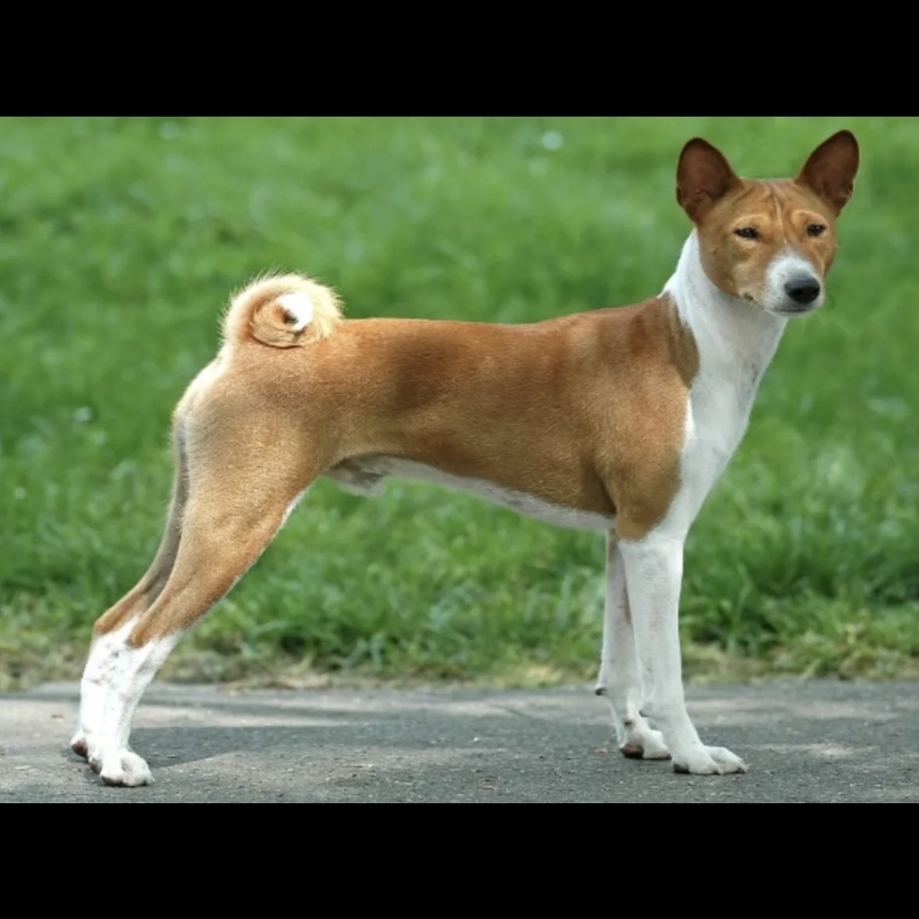 Бессенджи комплекс