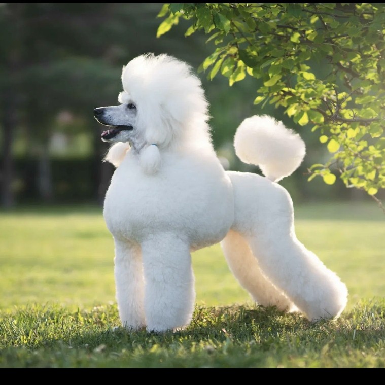 Пудель королевский гигиена