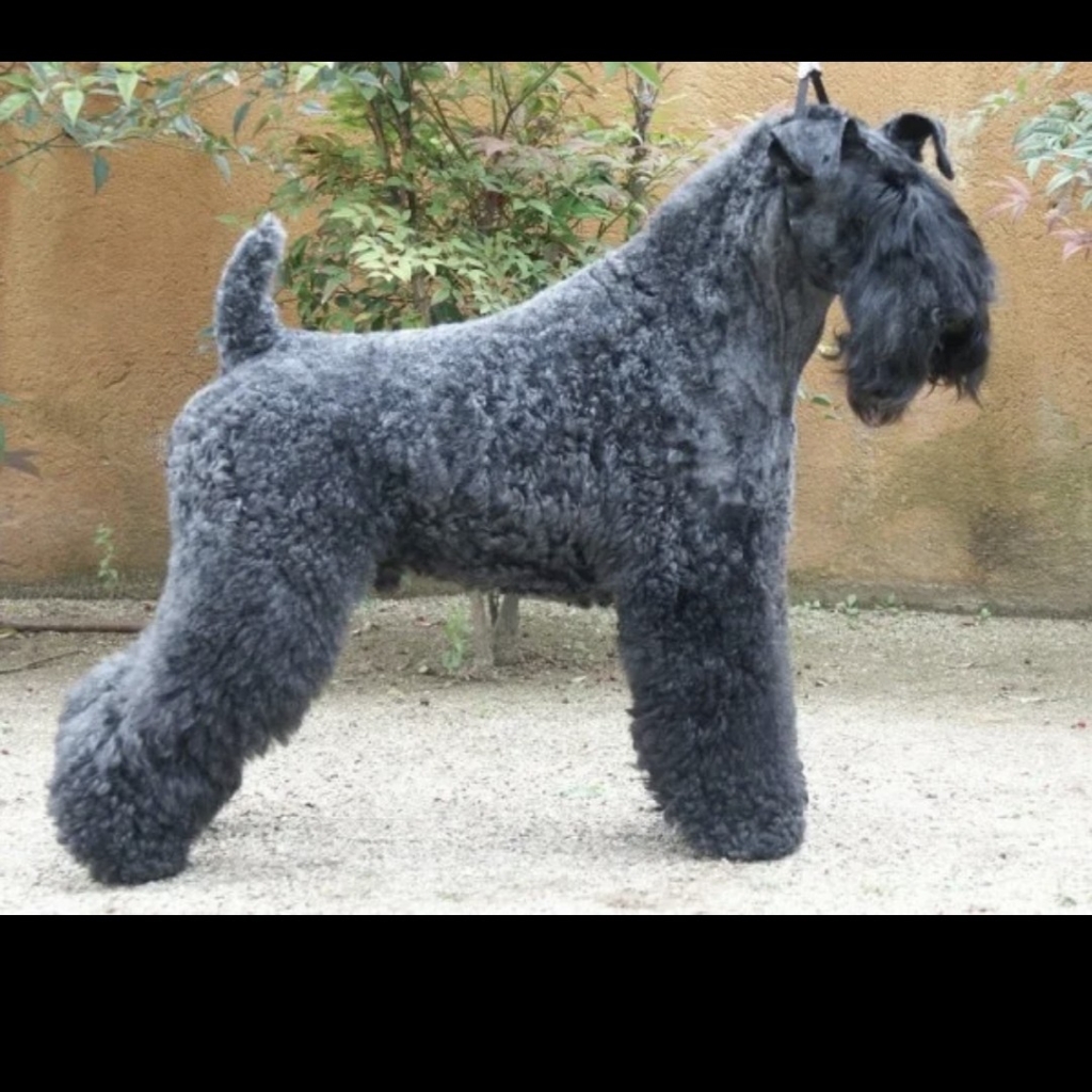 Керри блю терьер комплекс