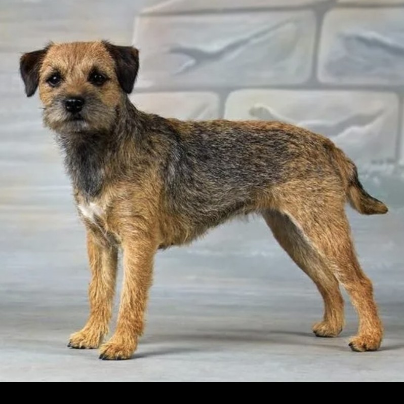 Бордер терьер комплекс