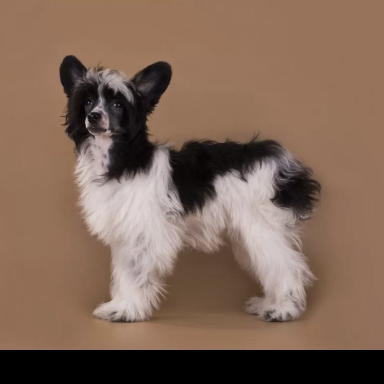 Китайская хохлатая пуховая гигиена