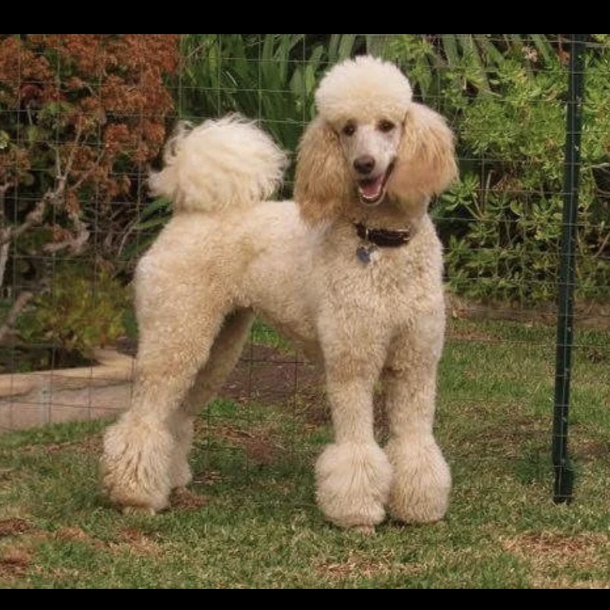 Пудель средний гигиена