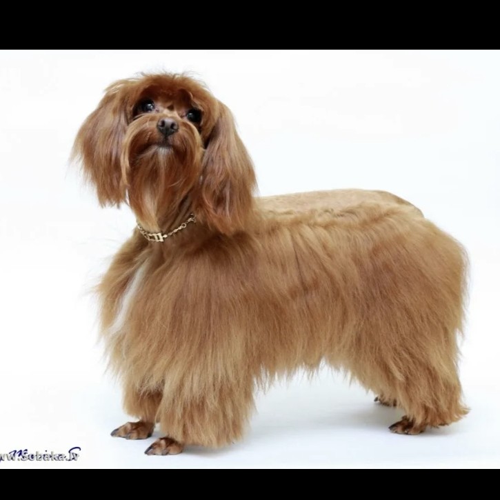 Петербургская орхидея гигиена