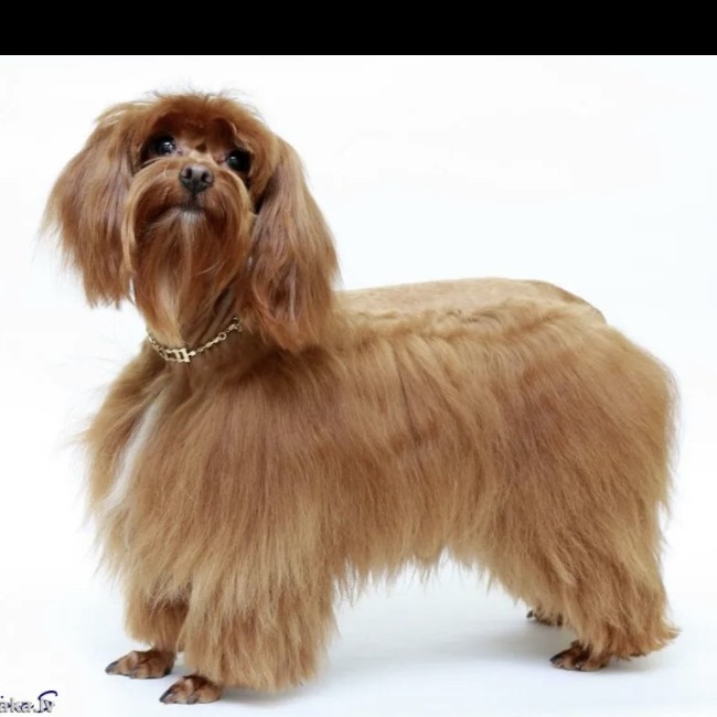 Петербургская орхидея комплекс