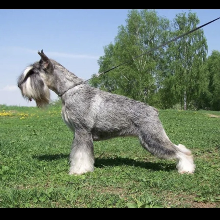 Митель шнауцер тримминг