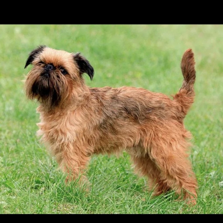 Грифон гигиена